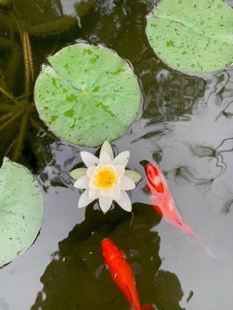 Private Guest Wing - Durie Vale Lodge 旺格努伊 外观 照片