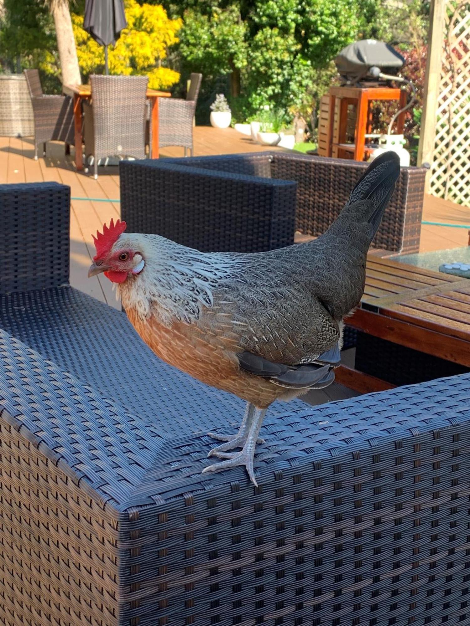 Private Guest Wing - Durie Vale Lodge 旺格努伊 外观 照片